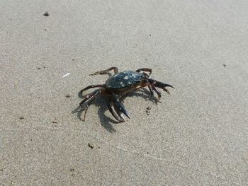 High angle view of insect on sand