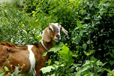 Goats eat grass