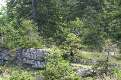 Scenic view of trees