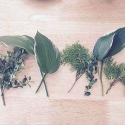 High angle view of plant growing on table