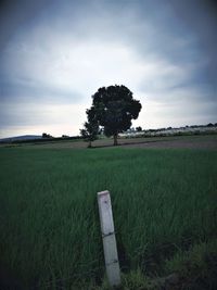 Scenic view of agricultural field against sky