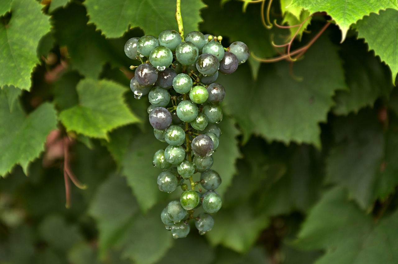 drop, water, close-up, growth, freshness, leaf, wet, green color, nature, beauty in nature, focus on foreground, dew, plant, fruit, hanging, selective focus, purity, no people, outdoors, branch