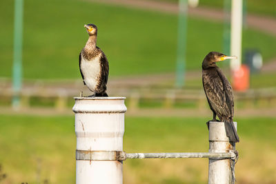 Bird perching on wooden post