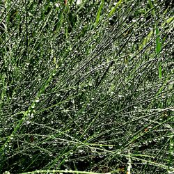 Full frame shot of plants