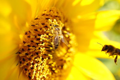 Macro shot of bee on flower