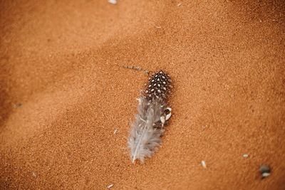 Close-up of an animal on sand