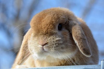 Close-up of a rabbit