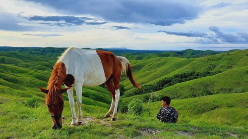 Rear view of horse on field