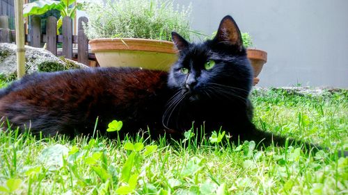 Cat on grassy field