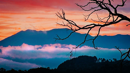 Silhouette bare tree against dramatic sky during sunset