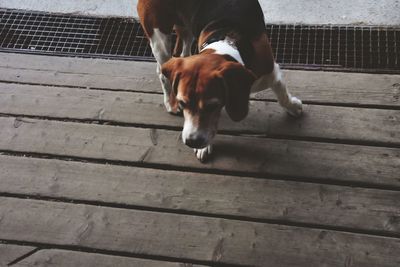 Close-up of woman in bikini