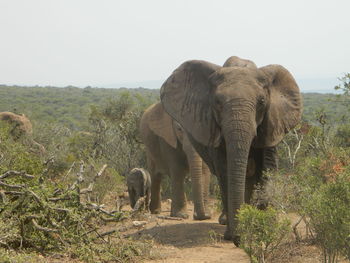 Elephant standing on landscape against clear sky