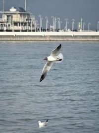 Seagull flying