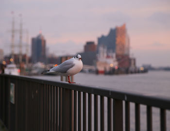 Seagull perching on railing against cityscape