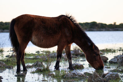 Horse standing on beach against sky