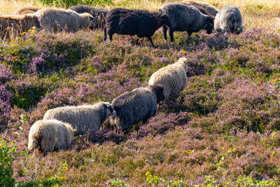Sheep grazing in a heather field on the island sylt