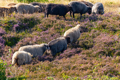 Sheep grazing in field