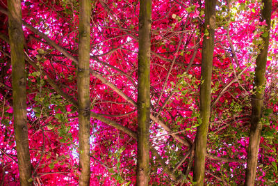 Low angle view of pink flower tree