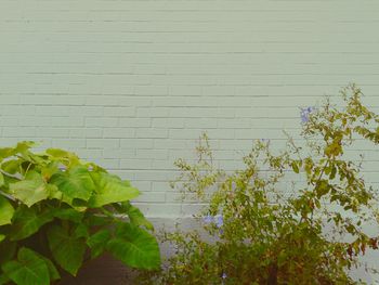 Plant growing on wall