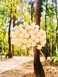 Close-up of blooming tree