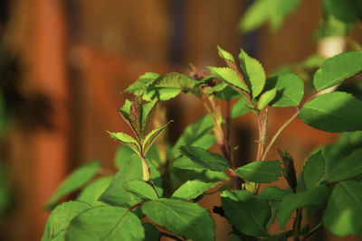 Close-up of leaves