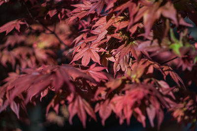 Close-up of autumnal leaves