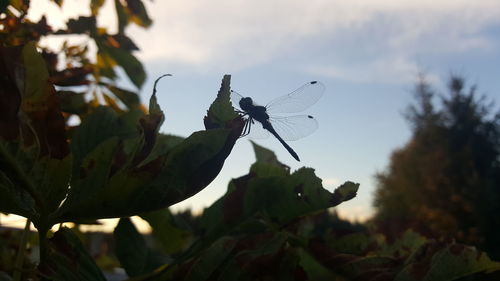 Low angle view of grasshopper on tree against sky