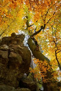 Low angle view of tree by rock during autumn