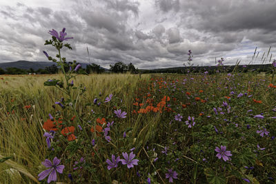 Purple flowering plants on field against sky