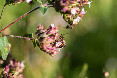 Close-up of insect on pink flowering plant