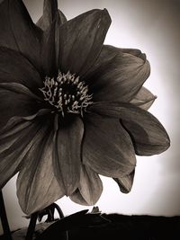 Close-up of flower blooming outdoors