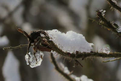 Close-up of frozen plant during winter