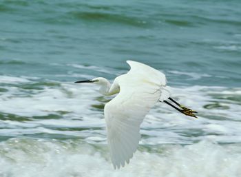Bird flying over lake