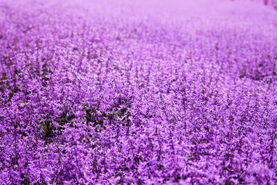 Close up of catmint flower bush or nepeta in full bloom