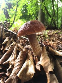 Close-up of mushroom growing in forest