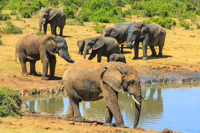 Elephant drinking water in lake