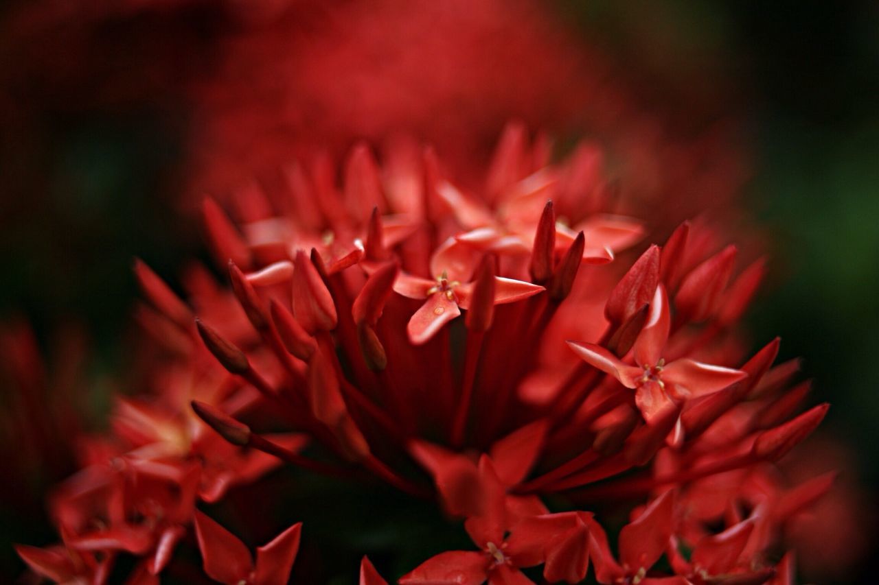 red, flower, petal, close-up, flower head, growth, focus on foreground, freshness, fragility, beauty in nature, nature, plant, blooming, selective focus, single flower, no people, outdoors, day, vibrant color, in bloom