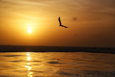 Silhouette bird flying over sea during sunset