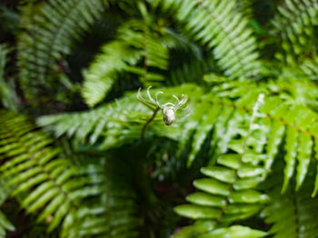 Close-up of insect on leaf