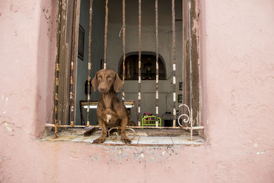 Dog looking away while sitting on window