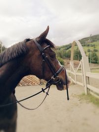 Horse standing on field against sky