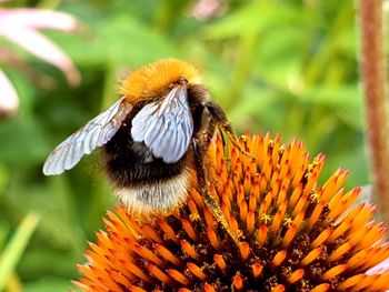 Close-up of butterfly pollinating on flower