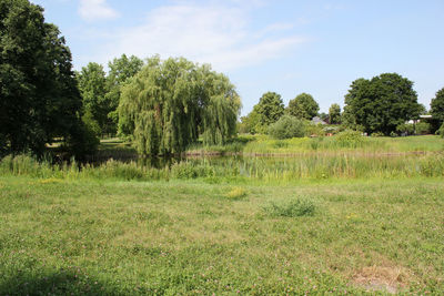 Trees on grassy field