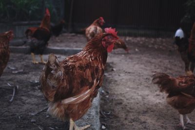 Close-up of chickens on land
