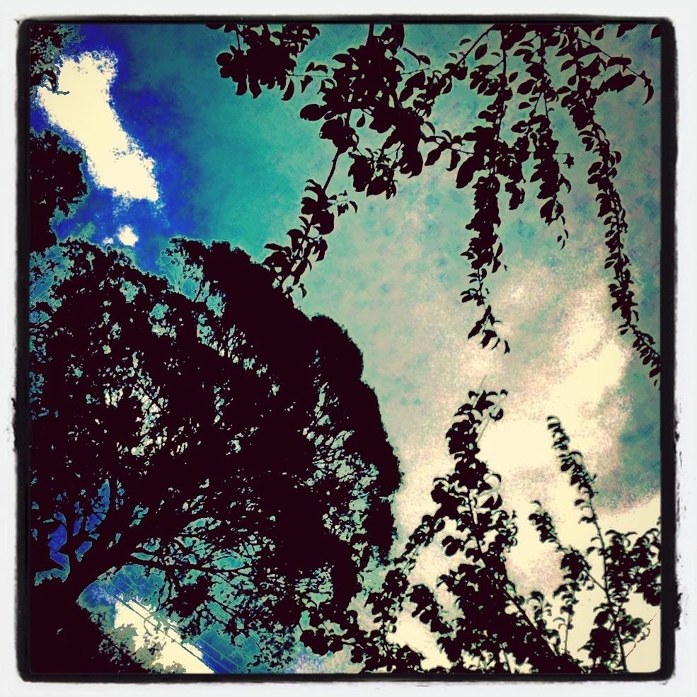 transfer print, auto post production filter, low angle view, sky, tree, nature, beauty in nature, cloud - sky, branch, tranquility, growth, day, scenics, outdoors, no people, cloud, blue, tranquil scene, idyllic, cloudy