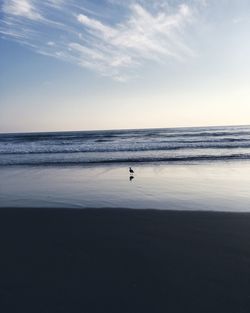 Silhouette bird at beach against sky