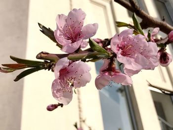 Close-up of fresh pink flowers blooming outdoors