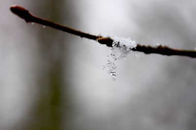 Close-up of twigs