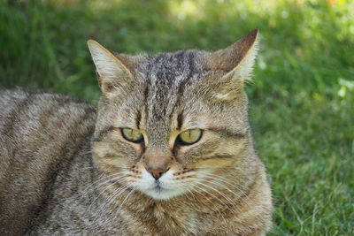 Close-up portrait of a cat