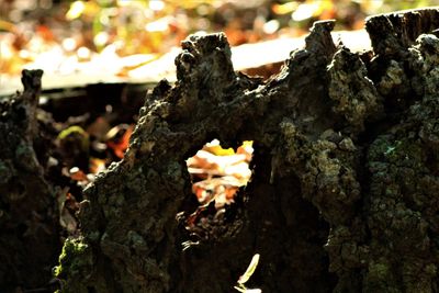 Close-up of autumn leaves on tree trunk